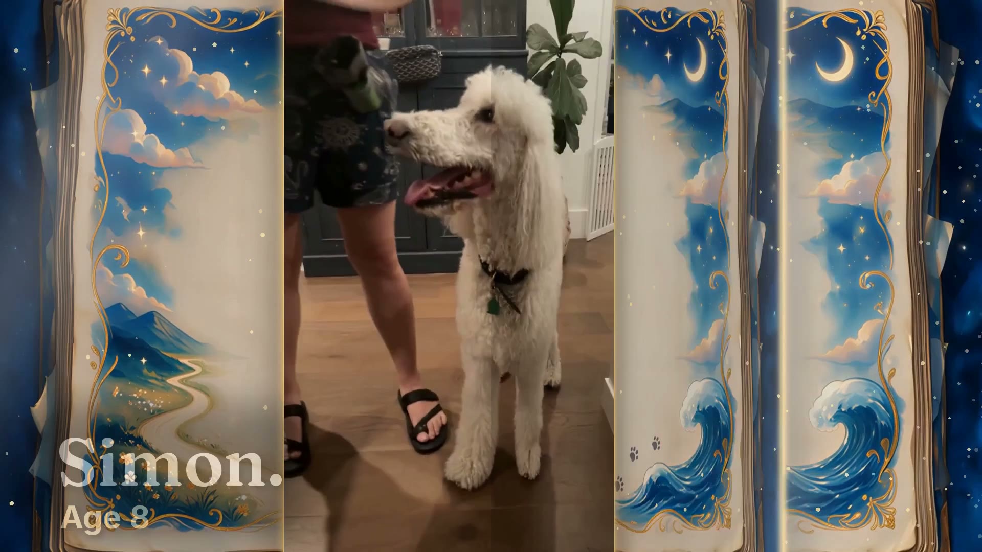 Simon, a white poodle, framed by the illustrated pages of a storybook